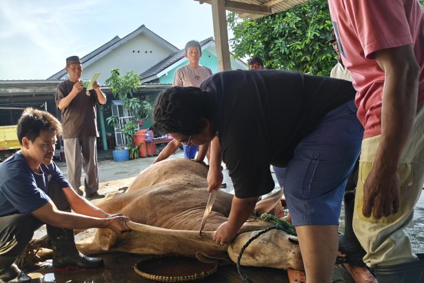 hewan qurban bantuan kemendikdasmen