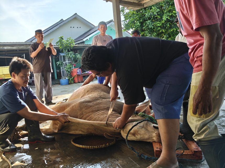 hewan qurban bantuan kemendikdasmen