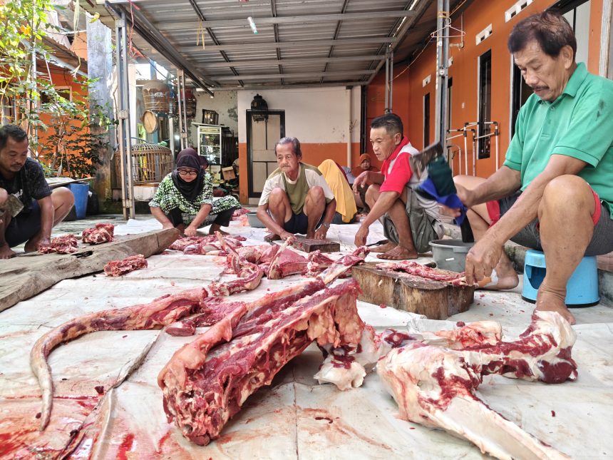 cacah hewan qurban